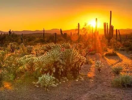 Desert landscape with saguaro and cholla cacti under a vibrant orange sunset.